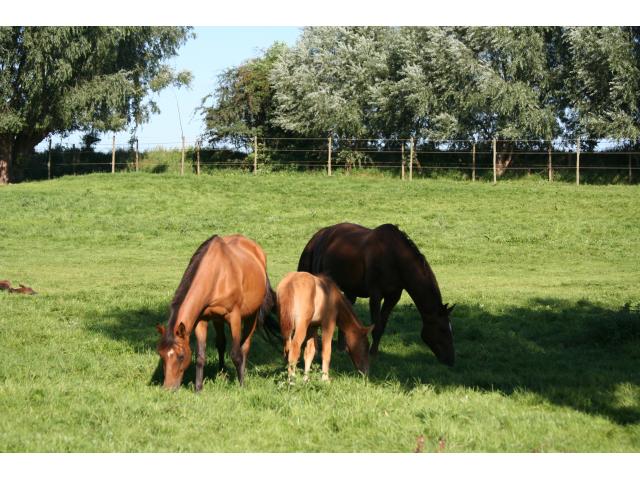 Photo Pension complète chevaux - région Soignies - Enghien - Mons image 6/6