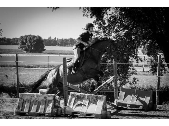 Photo pension complète tout confort pour chevaux (8 km de Tournai) Velaines image 6/6