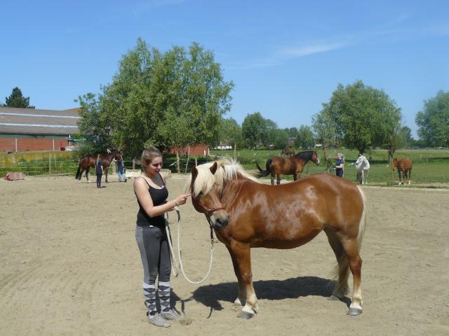 Photo pension tout confort pour chevaux (8 km de Tournai) Velaines image 6/6