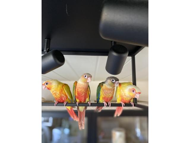 Photo PERROQUET ECLECTUS APPRIVOISER EAM image 6/6