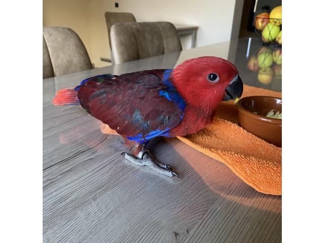 Photo PERROQUET ECLETUS APPRIVOISER EAM image 6/6