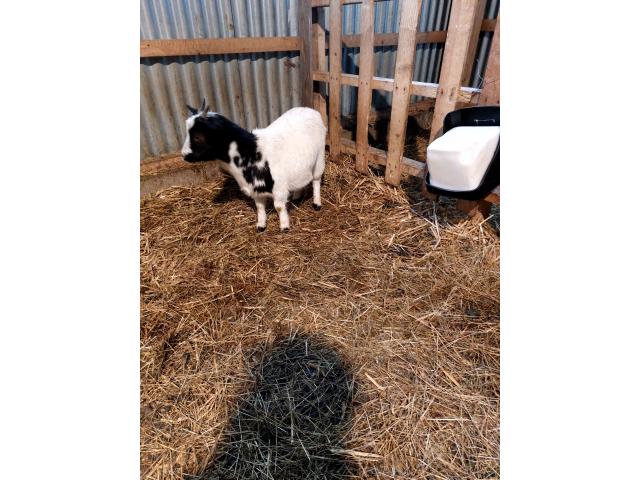 Photo petites chèvres naines suitées ,chevreaux castrés et chevrettes image 6/6