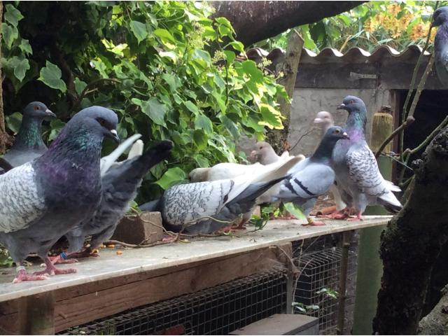 Photo Pigeons lynx de Pologne image 6/6