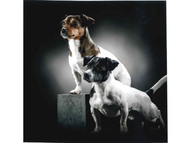 Photo Propose mâle Jack Russel pour saillie image 6/6