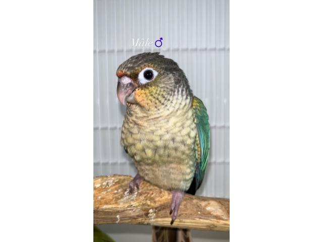 Photo Pyrrhura conure eam apprivoiser image 6/6