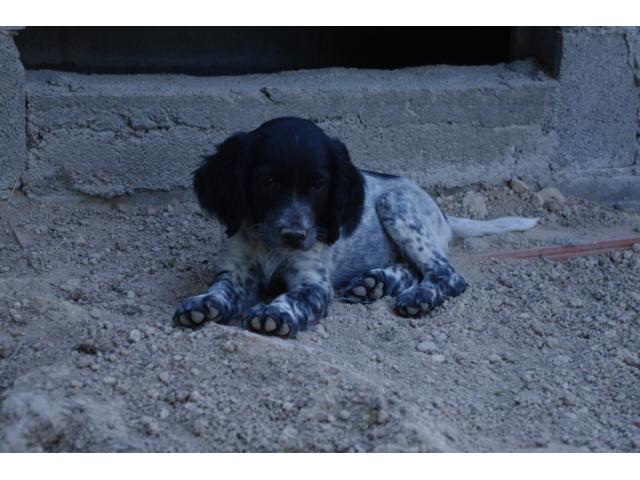 Photo Rare chiots epagneuls bleus de picardie LOF image 6/6
