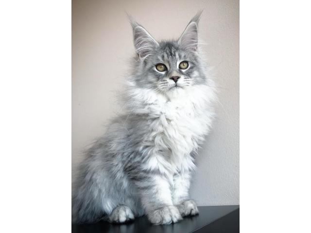 Photo Recherche Maine Coon image 6/6