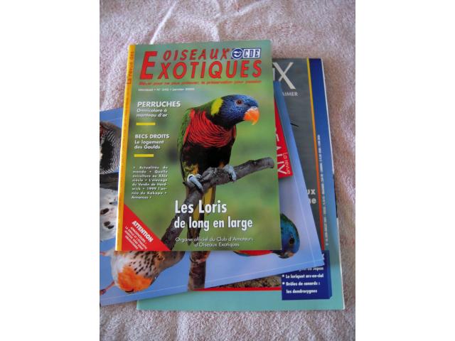 Photo Revues LORIQUETS ( Swainson .. ) et les LORIS en long en large oiseaux exotiques, oiseaux documentat image 6/6