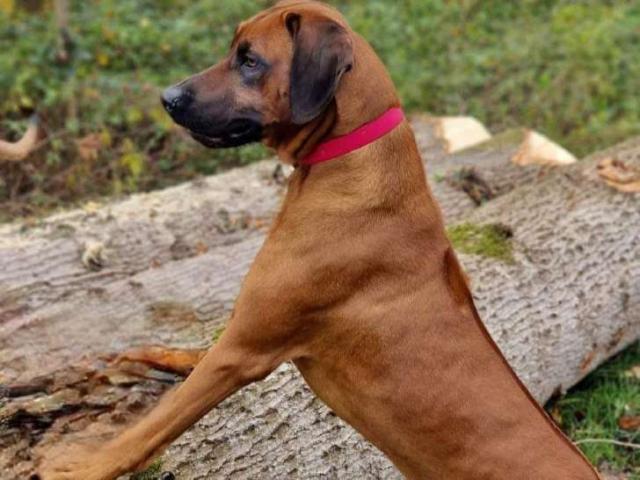 Photo RHODESIAN RIDGEBACK (LOSH) pour SAILLIE image 6/6