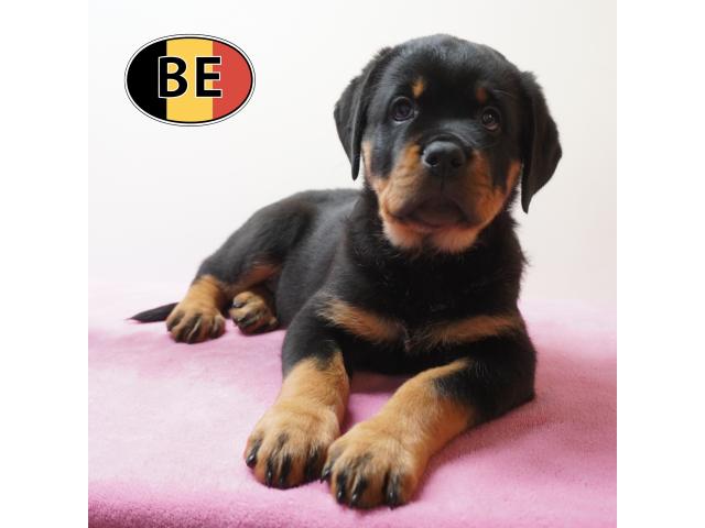 Photo Rottweiler Chiots puissants, nobles et équilibrés à vendre image 6/6