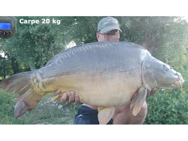 Photo ✅ 2 Etangs privés & naturels - Petit club - Poissons diversifiés image 6/6