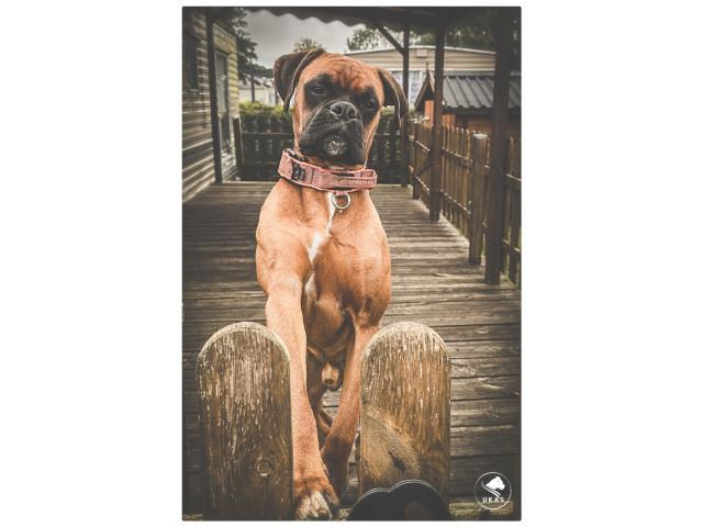 Photo Saillie Boxer image 6/6