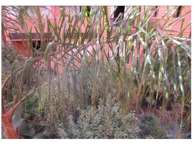 Photo Spacieux appart 2ch vc balcon jardin à Guéliz image 6/6