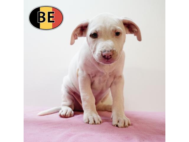Photo Splendides chiots American Staffordshire Terrier image 6/6