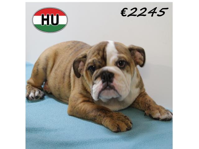 Photo Splendides chiots Bouledogue Anglais de différentes couleurs image 6/6