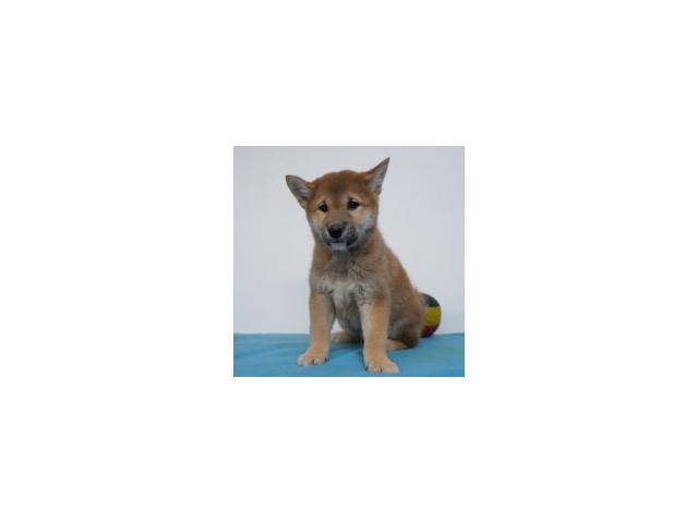 Photo Splendides chiots Shiba Inu à vendre image 6/6