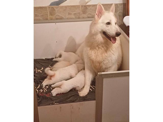Photo Sublimes petits chiens males et femelle image 6/6