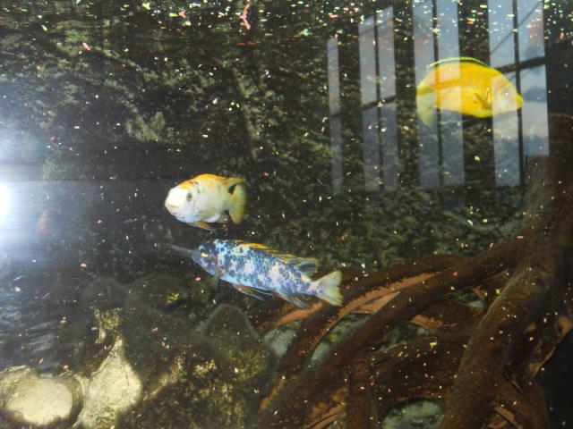 Photo Superbe aquarium juwel image 6/6