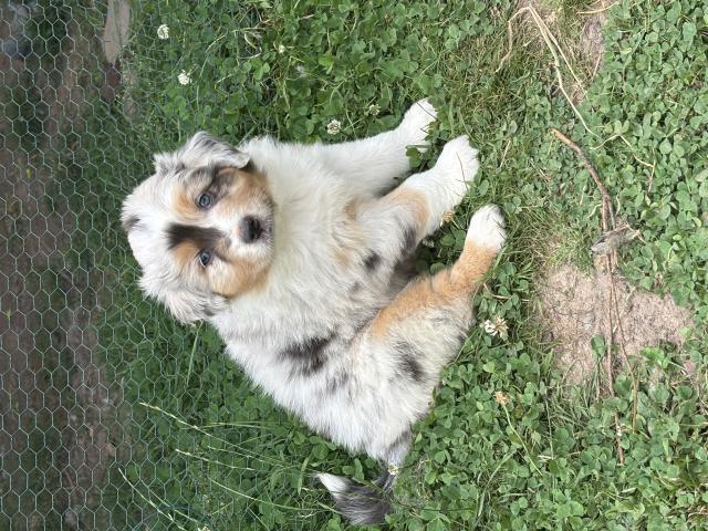 Photo Superbes chiots berger australiens disponibles image 6/6