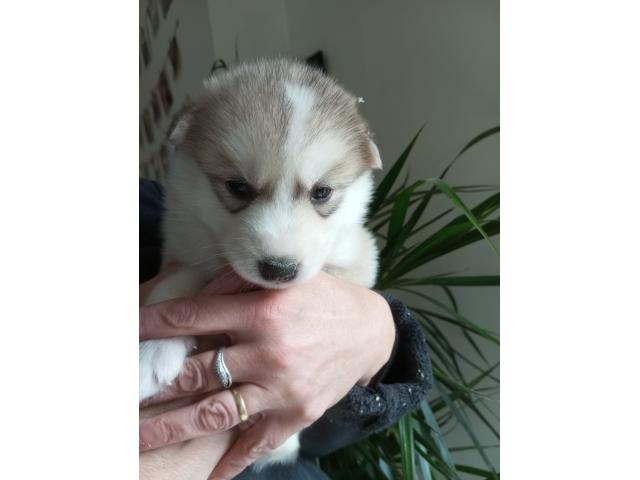 Photo Superbes chiots husky image 6/6