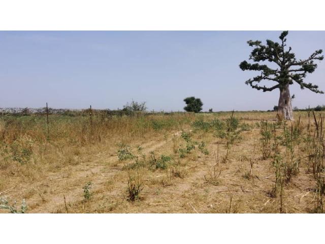 Photo Terrain agricole de 1 hectare à vendre à Téne Toubab image 6/6