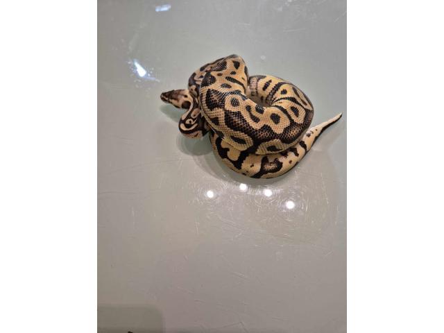 Photo Terrarium et couple  python image 6/6