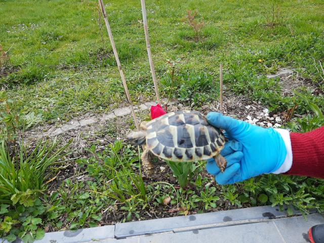 Photo Tortue Hermann - Tortues de terre - tortue terrestre image 6/6