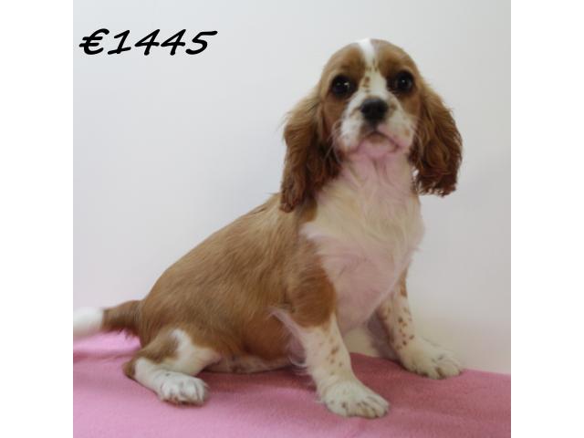 Photo Très beaux chiots Cavalier King Charles image 6/6