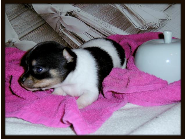 Photo vend très beau bébés chichis pure race image 6/6