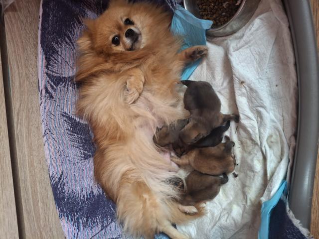 Photo Vendre magnifique chiots Spitz nains maman agree  HK 01600994 image 6/6