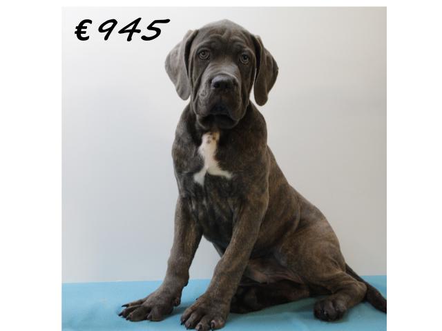 Photo X Chiots American Bully XXL à vendre image 6/6